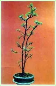 榆樹盆景