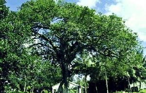 （圖）見血封喉