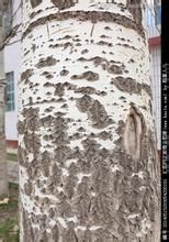 白楊樹皮 白楊樹皮