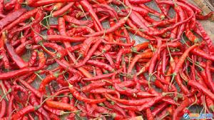 辣椒