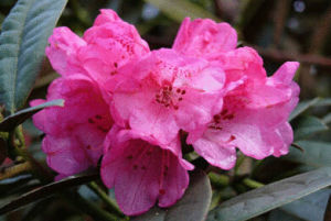 毛萼杜鵑 毛萼杜鵑