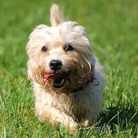 丹迪丁蒙梗 丹迪丁蒙梗