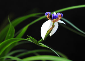 滇南鳶尾蘭 滇南鳶尾蘭