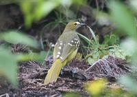 黃翼斑斗鵯 黃翼斑斗鵯