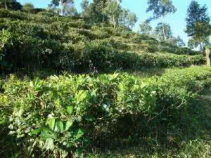 上背陰寨自然村 上背陰寨自然村