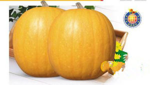 金平果505 金平果505