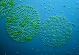 交錯角星鼓藻 交錯角星鼓藻