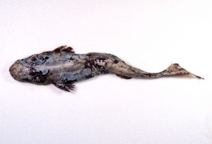 蒲原氏刺狗鮫標本