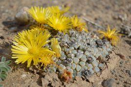 五十鈴玉 五十鈴玉