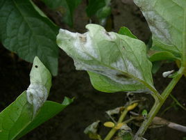 馬鈴薯灰霉病 馬鈴薯灰霉病