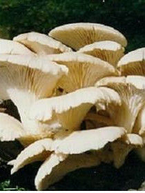 食用蘑菇 食用蘑菇