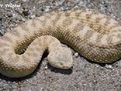 納米比亞沙漠測行蛇