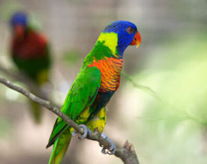 藍臉吸蜜鸚鵡 藍臉吸蜜鸚鵡