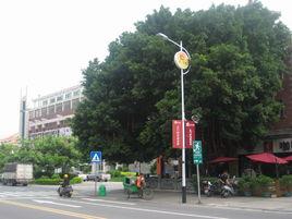 泉州許願樹 泉州許願樹