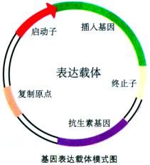 基因表達載體的構建（基因工程的核心）