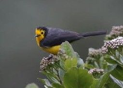 金額鴝鶯 金額鴝鶯