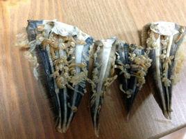 梭蟹板茗荷 梭蟹板茗荷