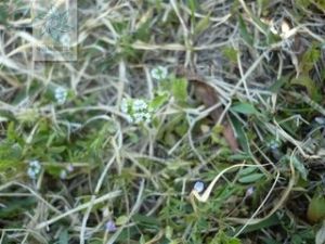 萵苣纈草 萵苣纈草