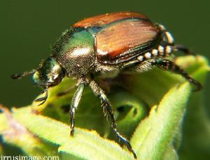 （圖）日本金龜子