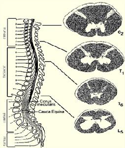 肌張力障礙綜合徵 肌張力障礙綜合徵
