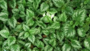 龍腦薄荷 龍腦薄荷