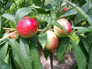 麻蘭油桃 麻蘭油桃