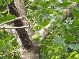 檳榔青屬 檳榔青屬