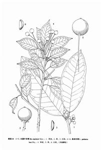 長圓葉冬青 長圓葉冬青