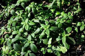 微絨毛鳳仙花 微絨毛鳳仙花