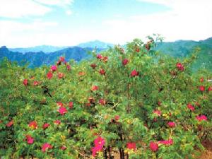 沒有玫瑰的花店 沒有玫瑰的花店