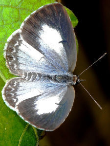 白斑嫵灰蝶 白斑嫵灰蝶