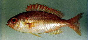 弱眶棘鱸 弱眶棘鱸