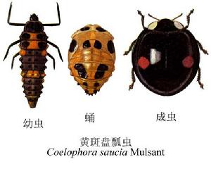 黃斑盤瓢蟲 黃斑盤瓢蟲