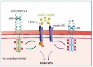 血管內皮生長因子 血管內皮生長因子