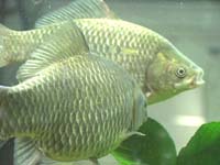 淇河鯽魚 淇河鯽魚