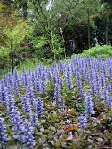 匍匐筋骨草 匍匐筋骨草