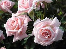 盛開的法蘭西玫瑰更加艷麗