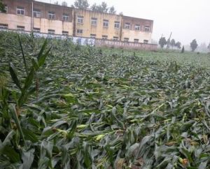 六十鋪村 六十鋪村