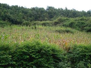 控勇自然村玉米種植業