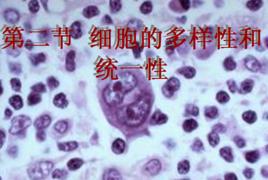 細胞親和性 細胞親和性