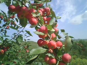 沙果[薔薇目薔薇科植物]