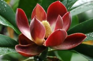 鹽津木蓮 鹽津木蓮