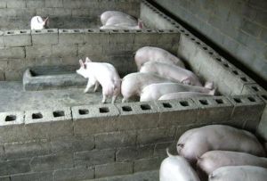 豬維生素A缺乏症