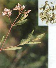 羅布麻葉圖片(7)