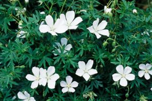 白花老鸛草 白花老鸛草