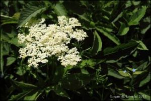 黃甘青報春 黃甘青報春