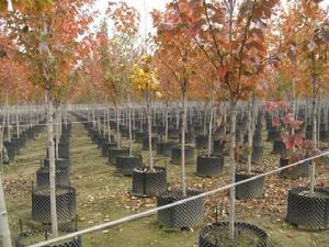 園林滴灌 園林滴灌