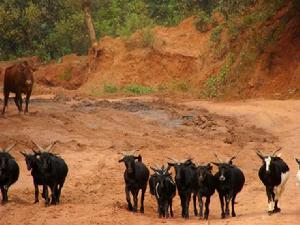 拖羅甸村產業介紹