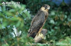 埃莉氏隼 埃莉氏隼