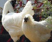 白毛烏骨雞 白毛烏骨雞